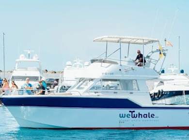 Gran Canaria Delphinbeobachtung am Morgen