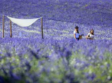 Besuch eines Lavendelfeldes in Aix-en-Provence