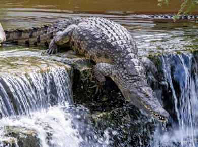 Dubai Crocodile Park Admission Ticket