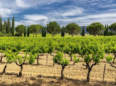 Eine Weinreise durch die Provence