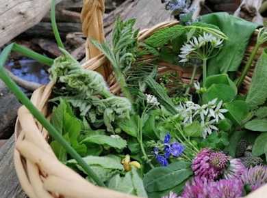 Geführte Wanderung zum Sammeln von Wildpflanzen in Frankfurt