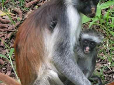 Zanzibar Jozani Forest, cave and village adventure private tour