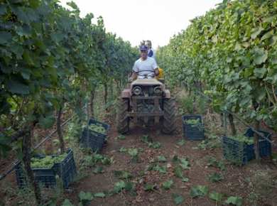 Weinprobe im Valle d'Itria