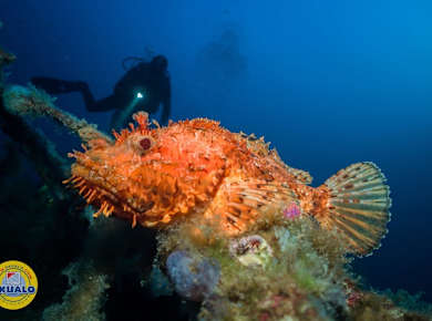 Double dive with Skualo Portocolom