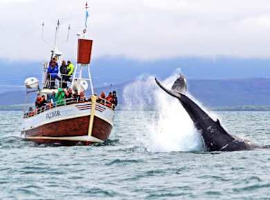 Whale Watching in Husavik