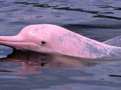 Besichtigung von rosa Delfinen, Koh Tan und Koh Mudsum mit dem Schnellboot