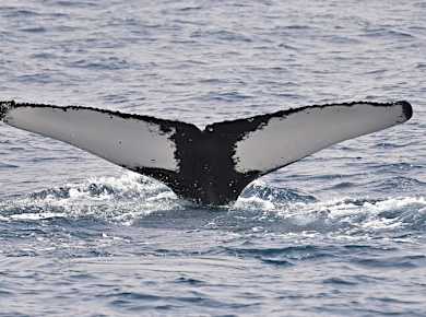 Boa Vista whale‑watching adventure by speedboat