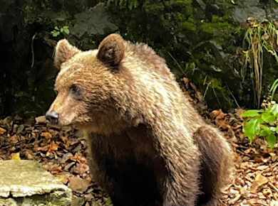 Libearty Bear Sanctuary and Bran Castle private full-day tour