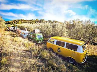 Vintage van tour through Slovenian olive groves with tastings
