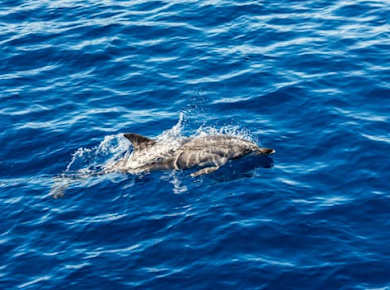Delfinbeobachtungstour in Taranto