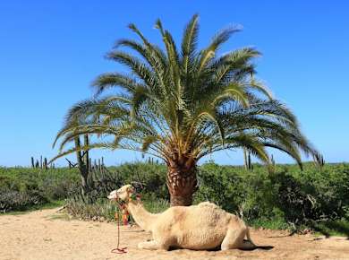 Combo camel ride and off-road UTV adventure with buffet meal
