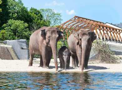 Eintrittskarte für den ARTIS Amsterdam Royal Zoo