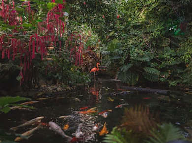 Eintrittskarte für Victoria Butterfly Gardens