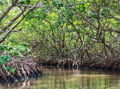 Sian Ka’an Reserve Tour with Boat Trip Entrance