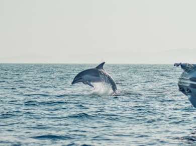 Dolphin-watching from Golfo Aranci