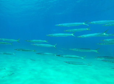 Exclusive Boat tours with Pachira from Fornells without Transfer