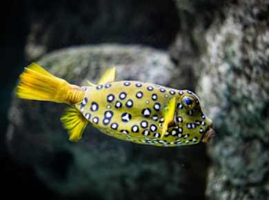 Tickets to the Lanzarote Aquarium in Costa Teguise