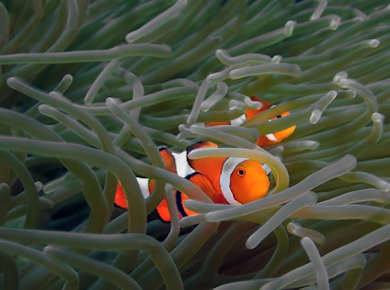 Bali scuba diving at Tulamben or Amed with two dives