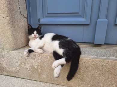 „Cats of Cres“ – Stadtführung durch die Altstadt und zu versteckten Sehenswürdigkeiten