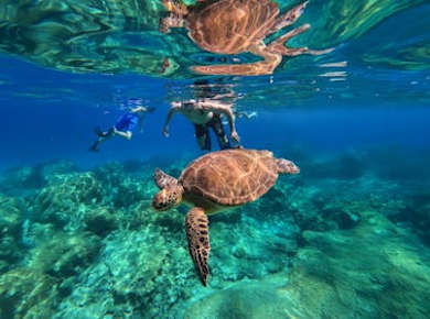 Schnorcheltour zu den Schildkröten in Protaras mit dem Schnellboot