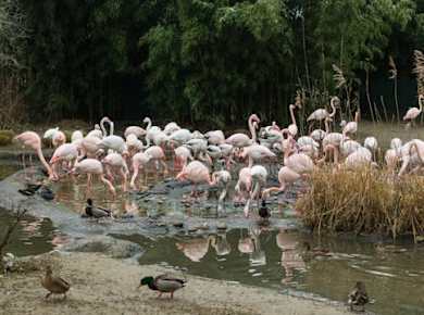Interaktives Rätselabenteuer im Zoo Basel inklusive Eintrittskarten