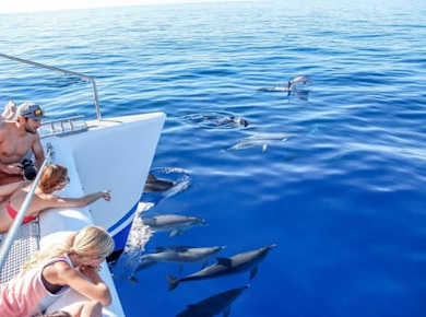 Ausflug zur Beobachtung von Delfinen und Walen ab Madeira
