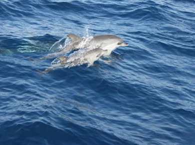 Minikreuzfahrt zur Delfinbeobachtung auf Lanzarote