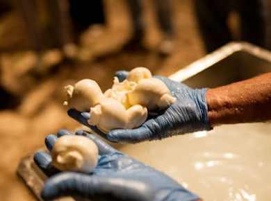 Geführtes Mozzarella-Erlebnis mit Verkostung in Atena Lucana