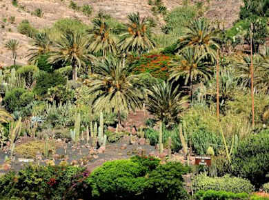 Geführte Tour „Oasis Wildlife Fuerteventura Botanic Erlebnis“ mit Tourguide