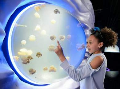 Eintrittskarten für das Sea Life London Aquarium mit flexiblem Eintrittszeitpunkt