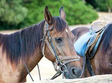 Horse riding in L'Aldosa