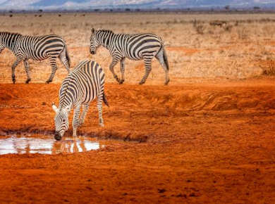 3-tägige Wildtiersafari in Tsavo Ost und Tsavo West ab Mombasa