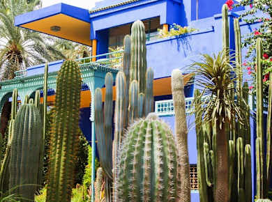 Cactus Majorelle Gardens in Marrakesh, Morocco.jpg