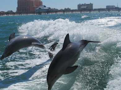 sea screamer - clearwater beach - orlando - dolphins.jpg