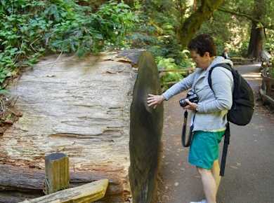 California Coastal Redwoods - visit to the Muir Woods-0