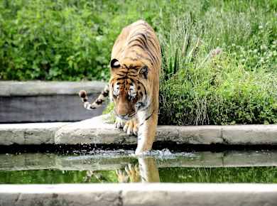 Tiger zoom Torino.jpeg