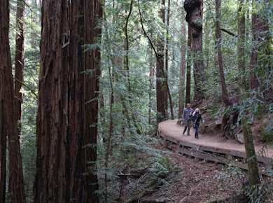 Muir Woods 1.JPG