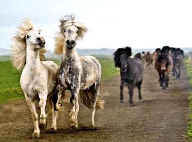 Iceland horse riding horses runnin.jpg