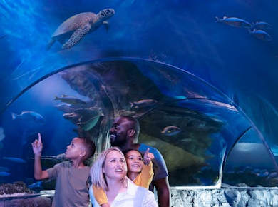 sea_life_aquarium_ocean_tunnel.jpeg
