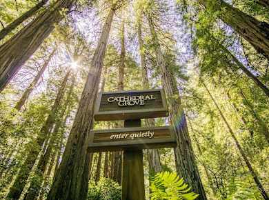 San Francisco city and Muir Woods tour 2.jpg