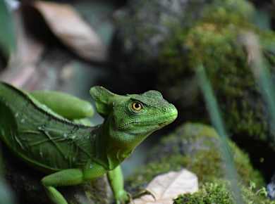 EGC_James_Castell-Webb_Costa_Rica_Jesus_Christ_Lizard.jpg