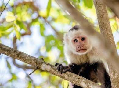 Costa Rica_Costa Rica_Arenal Lake, Wildlife_TUIUK_05.jpg