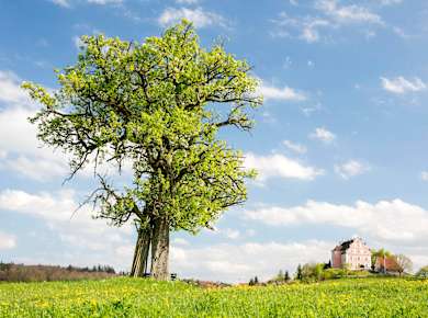 Allensbach, Bodanrück