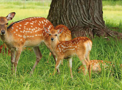 Allensbach, Wild- und Freizeitpark Allensbach