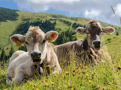 Wangen im Allgäu, Allgäu