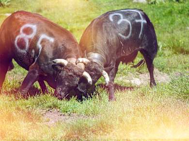 Aproz, Ehringer Kuhkampffinale