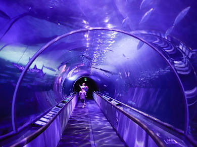 San Francisco, CA, Aquarium of the Bay