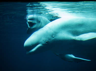 Atlanta, GA, Georgia Aquarium