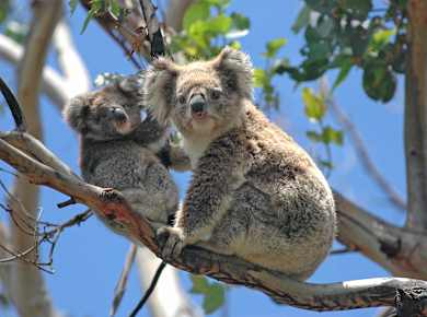 Cowes, Koala Conservation Centre