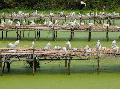 Avery Island, LA, Jungle Gardens